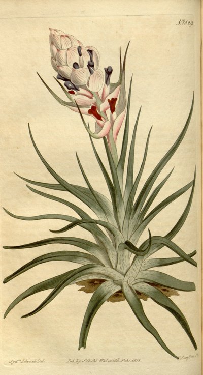 Illustration von Tillandsia stricta von Sydenham Teast Edwards